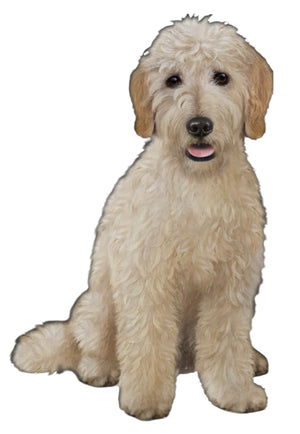 GOLDENDOODLE Dog Vinyl Sticker By E&S Pets - Novelty Socks And Slippers