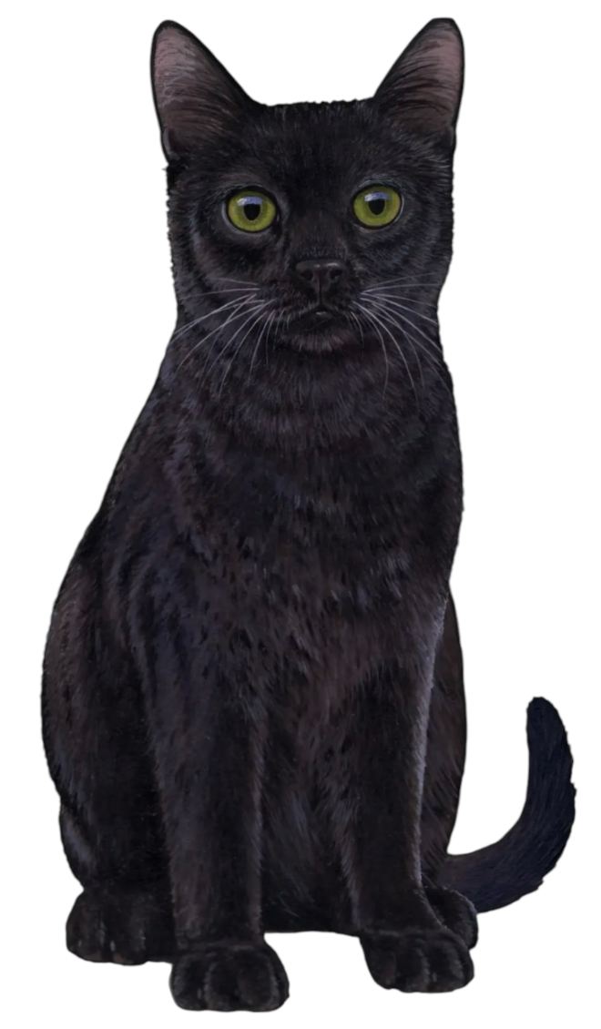 BLACK CAT Vinyl Sticker By E&S Pets