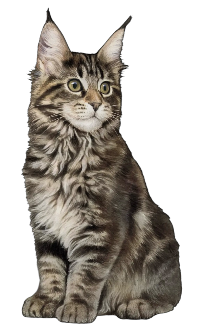 MAINE COON Cat Vinyl Sticker By E&S Pets